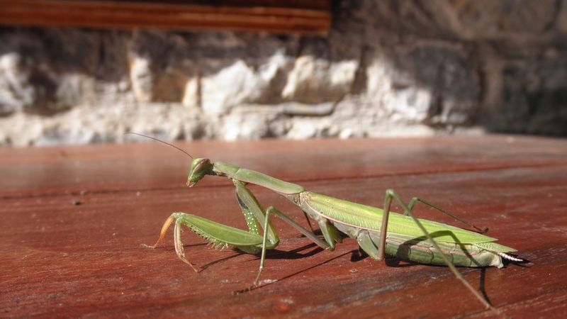 Iris oratoria e Mantis religiosa della Grecia